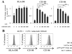 Publication thumbnail: El inhibidor de la JAK, tofacitinib, reduce la capacidad estimulante de linfocitos T de las células dendríticas derivadas de monocitos