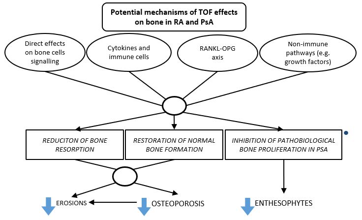 Publication thumbnail: Osteoimmunology In Rheumatoid and Psoriatic Arthritis: Potential Effects of Tofacitinib on Bone Involvement