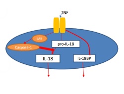Publication thumbnail: Januz–aktive kinaz yolağının inhibisyonu,tümör nekroz faktör alfa ile indüklenen IL-18 biyoaktivitesini, kaspaz-1 inhibisyonu aracılığıyla, azaltır