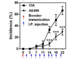 Publication thumbnail: JAK2-STAT3 Blockade by AG490 Suppresses Autoimmune Arthritis in Mice via Reciprocal Regulation of Regulatory T cells and Th17 cells