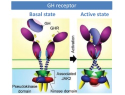 Publication thumbnail: Büyüme Hormonu Reseptörü Tarafından JAK2 Protein Kinaz Aktivasyonunun Mekanizması