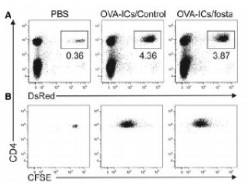Publication thumbnail: The active metabolite of spleen tyrosine kinase inhibitor fostamatinib abrogates the CD4+T cell-priming capacity of dendritic cells