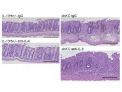 Publication thumbnail: IL-6 stimulates intestinal epithelial proliferation and repair after injury