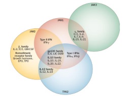 Publication thumbnail: Back to the future: oral targeted therapy for RA and other autoimmune diseases