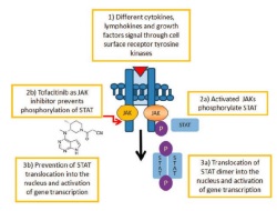 Publication thumbnail: Moléculas pequeñas dirigidas a JAKs – un nuevo método en el tratamiento de la artritis reumatoide