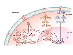 Publication thumbnail: Vías de señalización intracelular: potencial para tratamientos