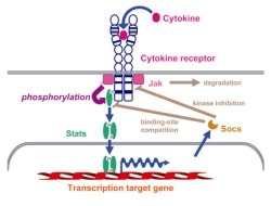 Publication thumbnail: Señalización del receptor de citocina a través de la vía Jak-Stat-Socs en la enfermedad