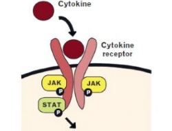 Publication thumbnail: Romatoid Artrit de kritik hücre tipleri ve yolaklarının anlaşılmasında genom ilişki çalışmalarının öncüllüğü: Son bulgular ve zorluklar