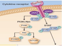 Publication thumbnail: Moleküler Yolaklar: JAK inhibitörlerine Direnç ve Duyarlılığın Moleküler Temeli